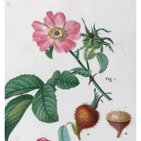 Antique Print by Pancrace Bessa – Velvet Rose & Pompon Centifolia (Rosa villosa)