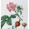 Velvet Rose & Pompon Centifolia (*Rosa villosa*) (*Rosa centifolia pomponia*) Rosier velu & Rosier à cent feuille by Bessa
