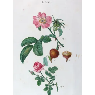 Antique Print by Pancrace Bessa – Velvet Rose & Pompon Centifolia (Rosa villosa)