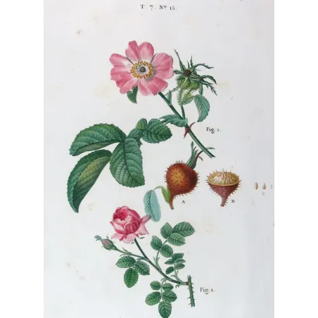 Antique Print by Pancrace Bessa – Velvet Rose & Pompon Centifolia (Rosa villosa)