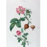 Velvet Rose & Pompon Centifolia (*Rosa villosa*) (*Rosa centifolia pomponia*) Rosier velu & Rosier à cent feuille by Bessa