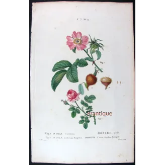 Antique Print by Pancrace Bessa – Velvet Rose & Pompon Centifolia (Rosa villosa)