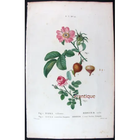 Antique Print by Pancrace Bessa – Velvet Rose & Pompon Centifolia (Rosa villosa)