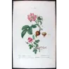 Velvet Rose & Pompon Centifolia (*Rosa villosa*) (*Rosa centifolia pomponia*) Rosier velu & Rosier à cent feuille by Bessa