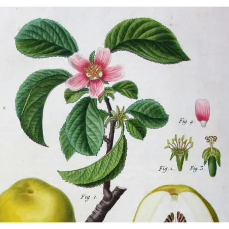 Antique Botanical Print – Pancrace Bessa – Chinese Quince