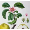 Chinese Quince (*Cydonia sinensis*) / Coignassier de la Chine, Original engraving by Pancrace Bessa (c.1801-1819)
