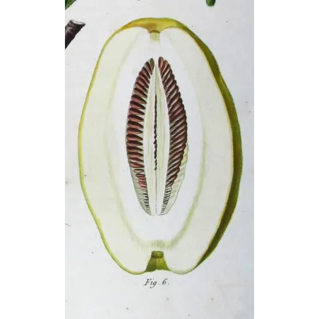 Antique Botanical Print – Pancrace Bessa – Chinese Quince