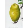 Chinese Quince (*Cydonia sinensis*) / Coignassier de la Chine, Original engraving by Pancrace Bessa (c.1801-1819)