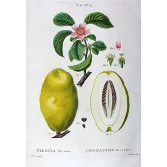 Antique Botanical Print – Pancrace Bessa – Chinese Quince