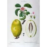 Chinese Quince (*Cydonia sinensis*) / Coignassier de la Chine, Original engraving by Pancrace Bessa (c.1801-1819)
