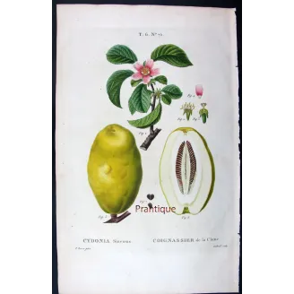 Antique Botanical Print – Pancrace Bessa – Chinese Quince