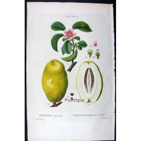 Antique Botanical Print – Pancrace Bessa – Chinese Quince