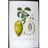 Chinese Quince (*Cydonia sinensis*) / Coignassier de la Chine, Original engraving by Pancrace Bessa (c.1801-1819)