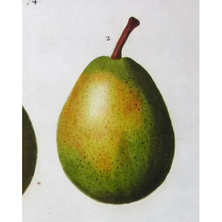 Antique Botanical Print – Pancrace Bessa – Pollviller Pear