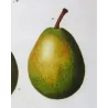 Pollviller Pear (*Pyrus pollveria*), Original hand-colored engraving by Pancrace Bessa (c.1801-1819)