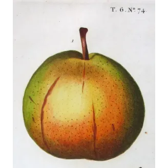 Antique Botanical Print – Pancrace Bessa – Pollviller Pear