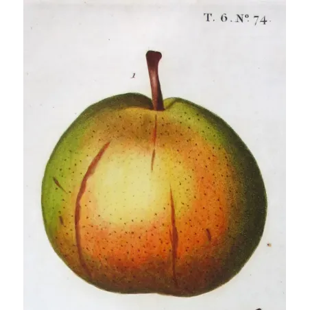 Antique Botanical Print – Pancrace Bessa – Pollviller Pear