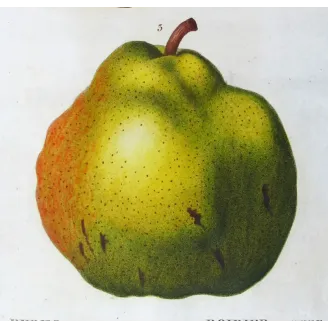 Antique Botanical Print – Pancrace Bessa – Pollviller Pear