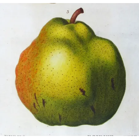 Antique Botanical Print – Pancrace Bessa – Pollviller Pear