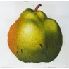 Pollviller Pear (*Pyrus pollveria*), Original hand-colored engraving by Pancrace Bessa (c.1801-1819)