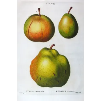 Antique Botanical Print – Pancrace Bessa – Pollviller Pear