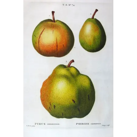 Antique Botanical Print – Pancrace Bessa – Pollviller Pear