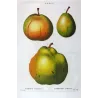 Pollviller Pear (*Pyrus pollveria*), Original hand-colored engraving by Pancrace Bessa (c.1801-1819)
