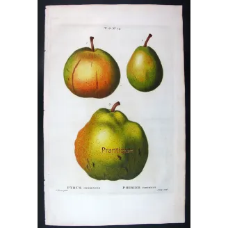 Antique Botanical Print – Pancrace Bessa – Pollviller Pear