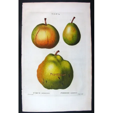 Antique Botanical Print – Pancrace Bessa – Pollviller Pear