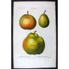 Pollviller Pear (*Pyrus pollveria*), Original hand-colored engraving by Pancrace Bessa (c.1801-1819)