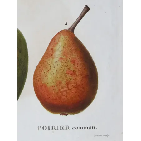 Antique Botanical Print – Pancrace Bessa – Common Pear