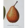 Cultivated Pears (*Pyrus communis*), Original antique botanical plate by Pancrace Bessa  (c.1801-1819)