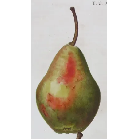 Antique Botanical Print – Pancrace Bessa – Common Pear