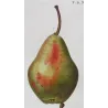 Cultivated Pears (*Pyrus communis*), Original antique botanical plate by Pancrace Bessa  (c.1801-1819)