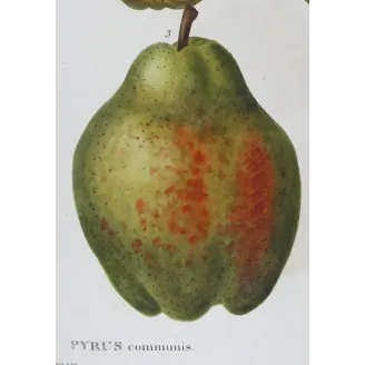 Antique Botanical Print – Pancrace Bessa – Common Pear
