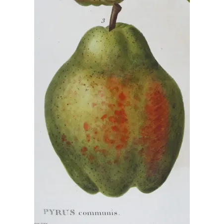 Antique Botanical Print – Pancrace Bessa – Common Pear