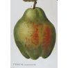Cultivated Pears (*Pyrus communis*), Original antique botanical plate by Pancrace Bessa  (c.1801-1819)