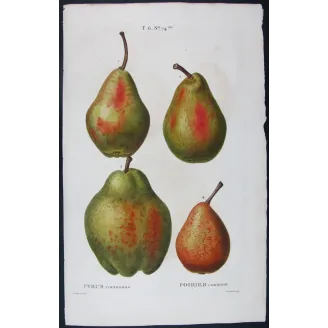 Antique Botanical Print – Pancrace Bessa – Common Pear
