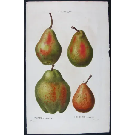 Antique Botanical Print – Pancrace Bessa – Common Pear