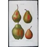 Cultivated Pears (*Pyrus communis*), Original antique botanical plate by Pancrace Bessa  (c.1801-1819)