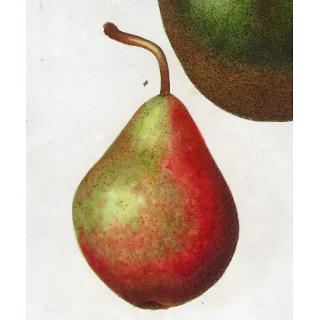 Antique Botanical Print – Pancrace Bessa – Common Pear Varieties