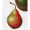 Cultivated Pear Varieties (*Pyrus communis*), Antique botanical print by Bessa (c.1801-1819)