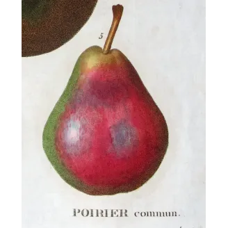 Antique Botanical Print – Pancrace Bessa – Common Pear Varieties