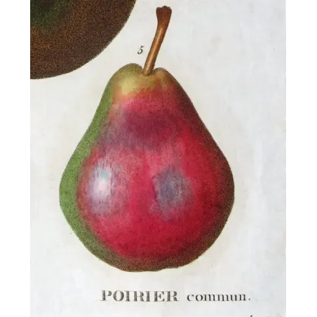Antique Botanical Print – Pancrace Bessa – Common Pear Varieties