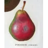 Cultivated Pear Varieties (*Pyrus communis*), Antique botanical print by Bessa (c.1801-1819)