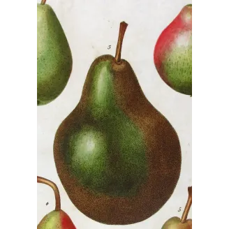 Antique Botanical Print – Pancrace Bessa – Common Pear Varieties