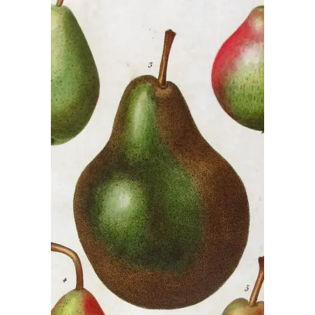 Antique Botanical Print – Pancrace Bessa – Common Pear Varieties