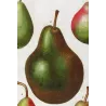 Cultivated Pear Varieties (*Pyrus communis*), Antique botanical print by Bessa (c.1801-1819)