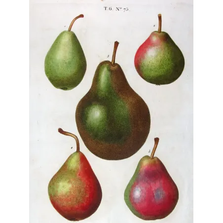 Antique Botanical Print – Pancrace Bessa – Common Pear Varieties