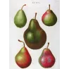 Cultivated Pear Varieties (*Pyrus communis*), Antique botanical print by Bessa (c.1801-1819)
